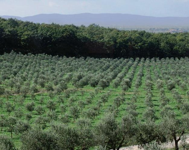 Dipartimento di scienze della vita Il settore olivicolo toscano