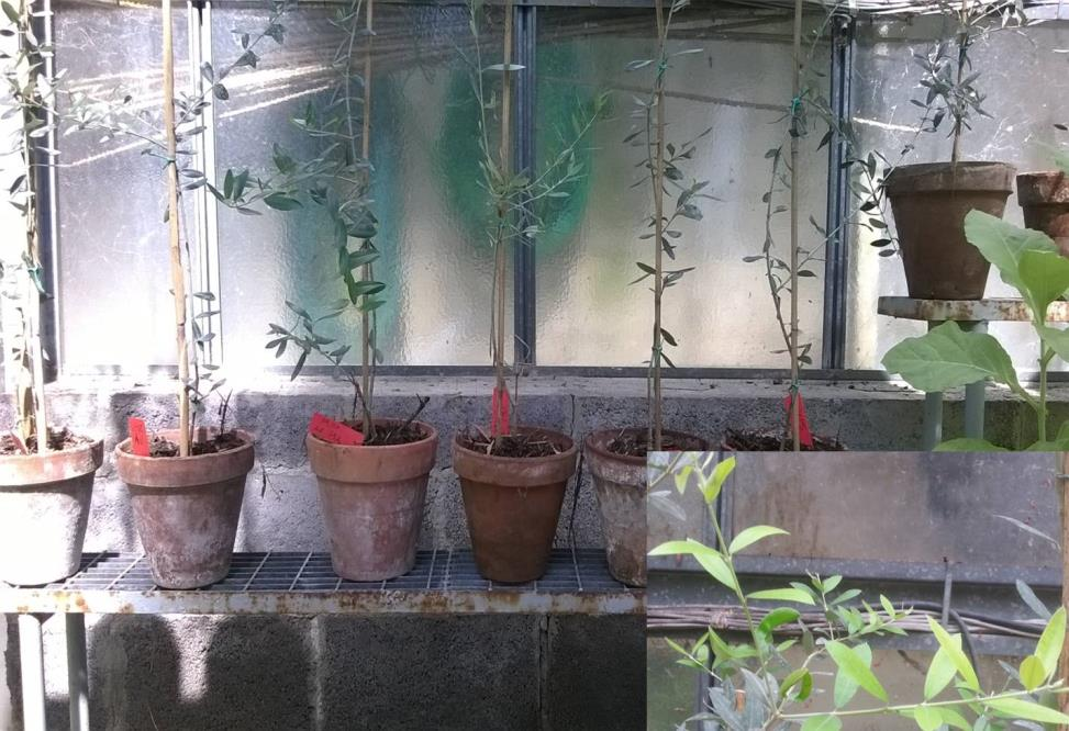 Prove di interazione con colture ortofrutticole: Parametri morfologici (reflui dopo biorisanamento) Per le piante di olivo non vi è stato alcun rallentamento della crescita nella fase iniziale, tutte