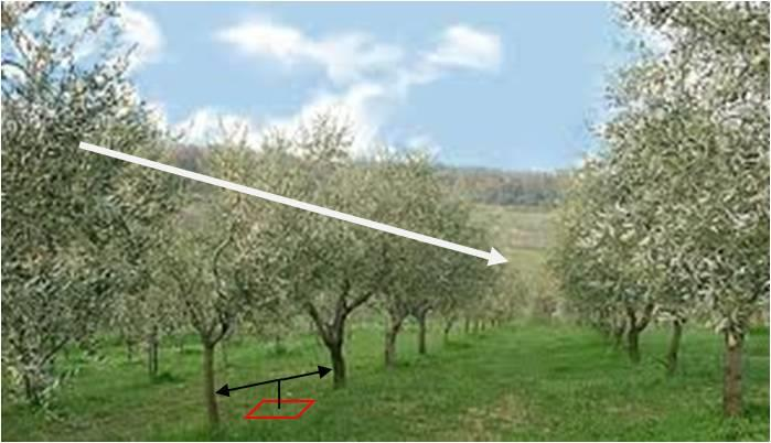 Valutazione dell impatto della concimazione con sansa compostata e acqua di vegetazione compostata nelle olivete Valutare l impatto sulla flora spontanea dell utilizzo di sansa compostata e acqua di