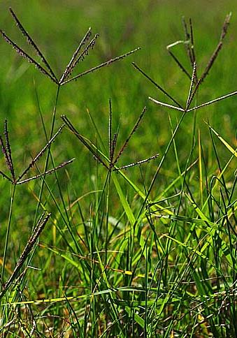 G T La vegetazione spontanea delle due olivete esaminate non sembra