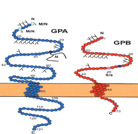 Sistema MNS (ISBT 002) 48 antigeni (di cui 4 polimorfici, 35 a bassa incidenza e 9 ad alta incidenza) gli antigeni sono localizzati sulla glicoforina A (GPA), glicoforina B (GPB) o
