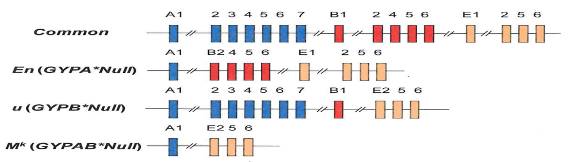 la glicoforina A, GYPB codifica per la glicoforina B e GYPE non codifica per una proteina ma è coinvolto nei riarrangiamenti responsabili delle glicoforine ibride gli antigeni S, s e U