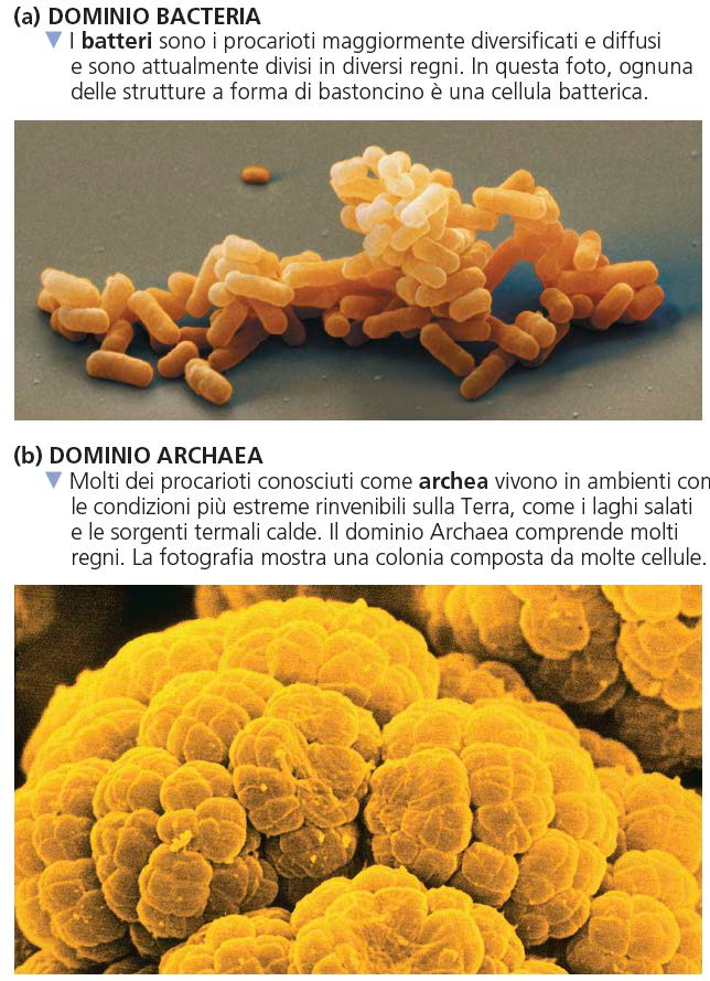 DOMINIO ARCHAEA diversi regni DOMINIO