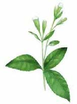 Decisione 22 febbraio 2000 (2000/196/CE) Stevia