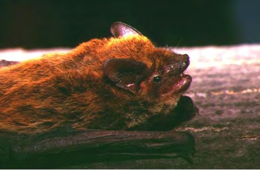 Il Pipistrello nano è una delle due specie di chirottero di minori dimensioni d Europa. È diffuso in tutto il continente fino a 63 N di latitudine.