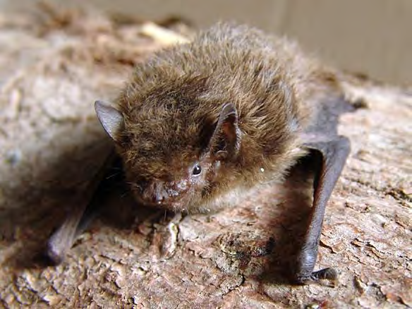 Il Pipistrello albolimbato è la specie di chirottero più diffusa nel nostro Paese ed è fortemente legata agli ambienti antropizzati, contrariamente al congenere Pipistrello di Nathusius (Fornasari et