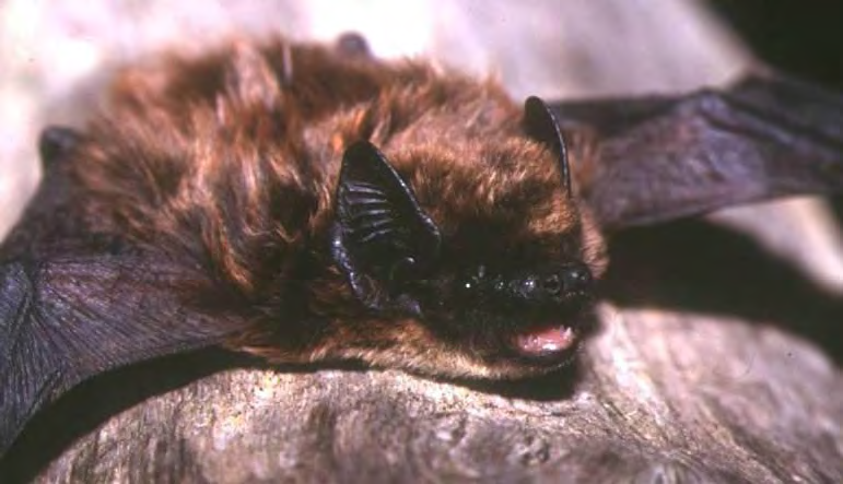 Il Pipistrello di Nathusius è un pipistrello di piccole dimensioni fortemente legata agli ambienti forestali, contrariamente al congenere Pipistrello albolimbato (Fornasari et al.