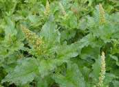 Chenopodium bonus-henricus