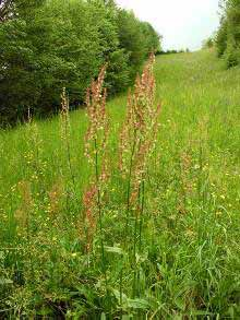 pimpinelloides Rumex acetosa