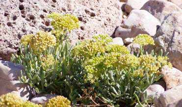 Sabbie e rocce litorali Chrithmum maritimum