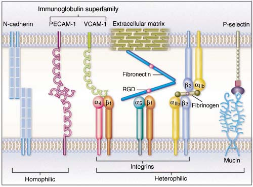 Molecole Adesione Superfamiglia delle Immunoglobuline (Ca 2+ independenti) Superfamiglia delle Immunoglobuline E una delle più