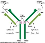 La maggior parte dei membri della IgSF sono proteine di superficie e molte sono Cell Adhesion Molecules (CAMs) Domini Ig delle