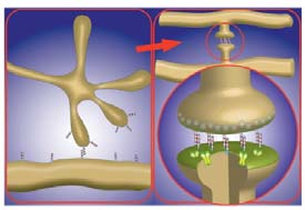 cellula, incluso caderine e neuroligine e neurexine, tengono insieme le membrane pre e post sinaptica.