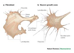 gif Cono di crescita dei neuroni [4] The cytoskeletal elements of a growth cone are organized for motility.