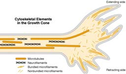 The microfilaments are longer and more prominent in the growth cone than in other regions of a neuron.