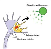 A combination of actin assembly, microfilament cross linking and myosin motors is thought to mediate this movement.