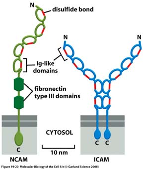 Interazioni delle molecole di adesione cellulare delle IgSF (1) Si legano a ligandi sia omofilici che eterofilici.