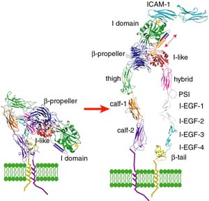 endoteliali oltre alla sua induzione su cellule epiteliali e mesenchimali.