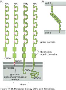 LFA-2 (CD2) (Leukocyte Function Associated molecule-2) LFA 3 (CD58) Molecola di 50 kda con due domini tipo Ig Nell uomo e nei ratti è presente solo nei timociti, linfociti T e linfociti NK Nel topo è