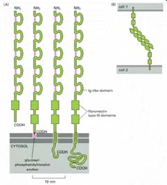 Proteina di adesione cellulare N-CAM Tre delle N CAMs prodotte mediante splicing alternativo del trascritto primario prodotto da un singolo gene CAM (A) Quattro forme di N CAM.