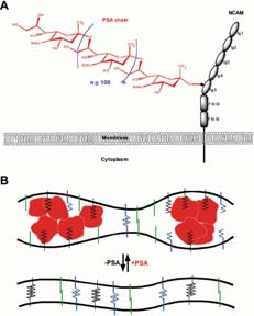 Polysialic acid (PSA) is a cell surface carbohydrate attached to neural cell adhesion molecule (NCAM) that regulates (inhibits) cell interactions.