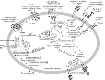 org/wiki/giulio_bizzozero Schematic of the major platelet