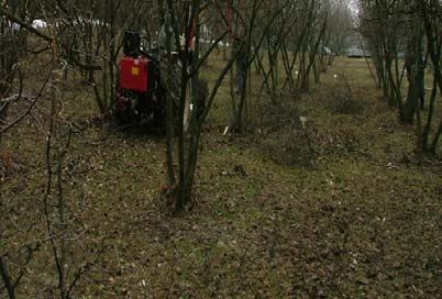 manuale Nessun intervento di potatura operato dalle aziende agricole nel periodo sperimentale.