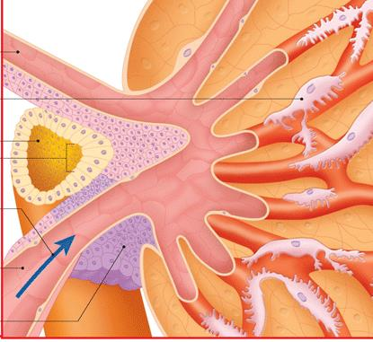 epiteliali tubulari specializzate) cellule granulari (juxtaglomerulari) sulla parete delle arteriole (producono