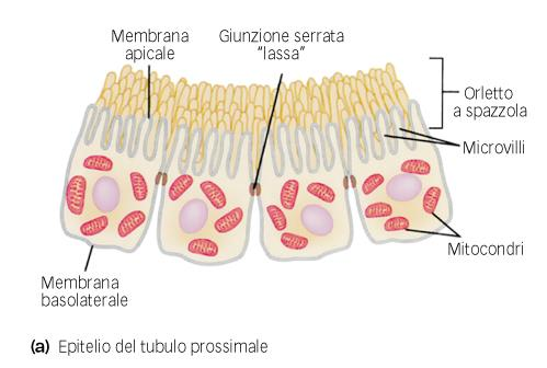 EPITELIO DEL TUBULO PROSSIMALE SINGOLO