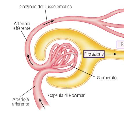 IL CORPUSCOLO RENALE: FILTRAZIONE La prima fase della formazione dell urina è la filtrazione del sangue, da cui sono estratti soluti ed H 2 O. Ha sede nel corpuscolo renale.