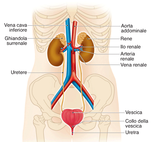 La funzione renale composizione ionica, osmolarità e volume plasmatico volume di urina Composizione di urina (regola la quantità di soluti eliminati) ph dell urina (equilibrio acido-base) escrezione