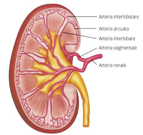 Arterie e vene renali INTERLOBULARE