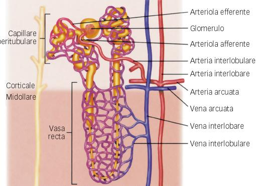 RENALE I vasi del nefrone ARTERIOLA