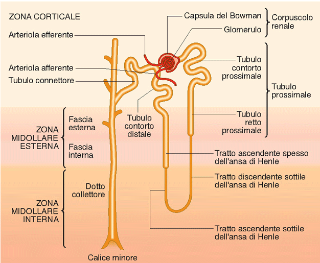 Il nefrone: l unità funzionale renale 15%,