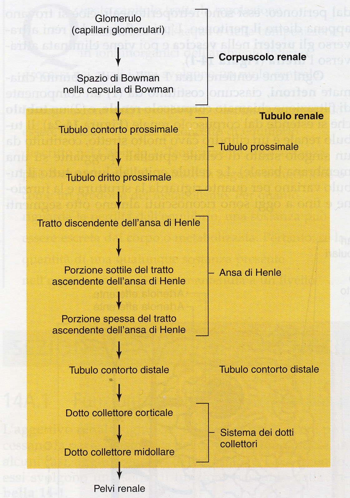 FILTRAZIONE Produce filtrato privo di cellule e proteine (ultrafiltrato) Il filtrato viene modificato dall aggiunta o