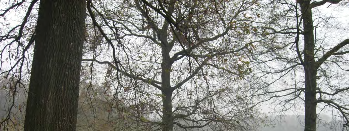 3 La vegetazione presente nell area, che verrà utilizzata per la realizzazione dei PERCORSI ACROBATICI, è costituita principalmente da QUERCIE (Quercus).