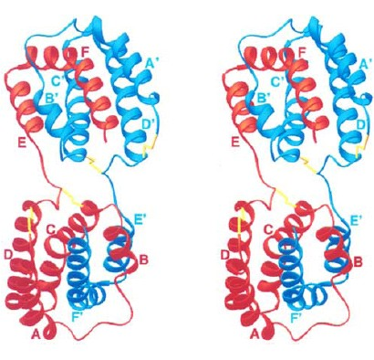 EBVIL-10 E CMVIL-10: a) EBVIL-10 (85% di identità aminoacidica con IL-10) b) CMVIL-10 (27% di identità aminoacidica con IL-10) Alcuni virus umani, tra cui l Epstein Barr virus