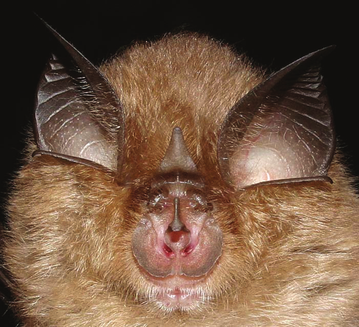 RINOLOFO MINORE (Rhinolophus hipposideros) Il Rinolofo minore è il più piccolo dei