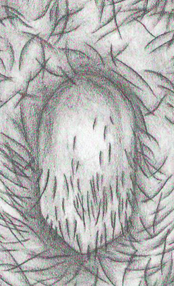 alpino) Plecotus sardus (endemico