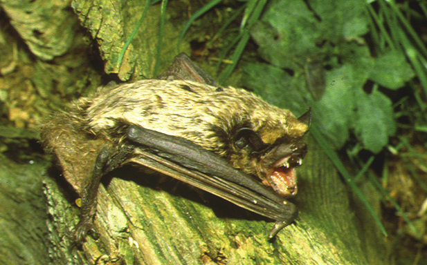 SEROTINI e NOTTOLE SEROTINO BICOLORE (Vespertilio murinus) raro in