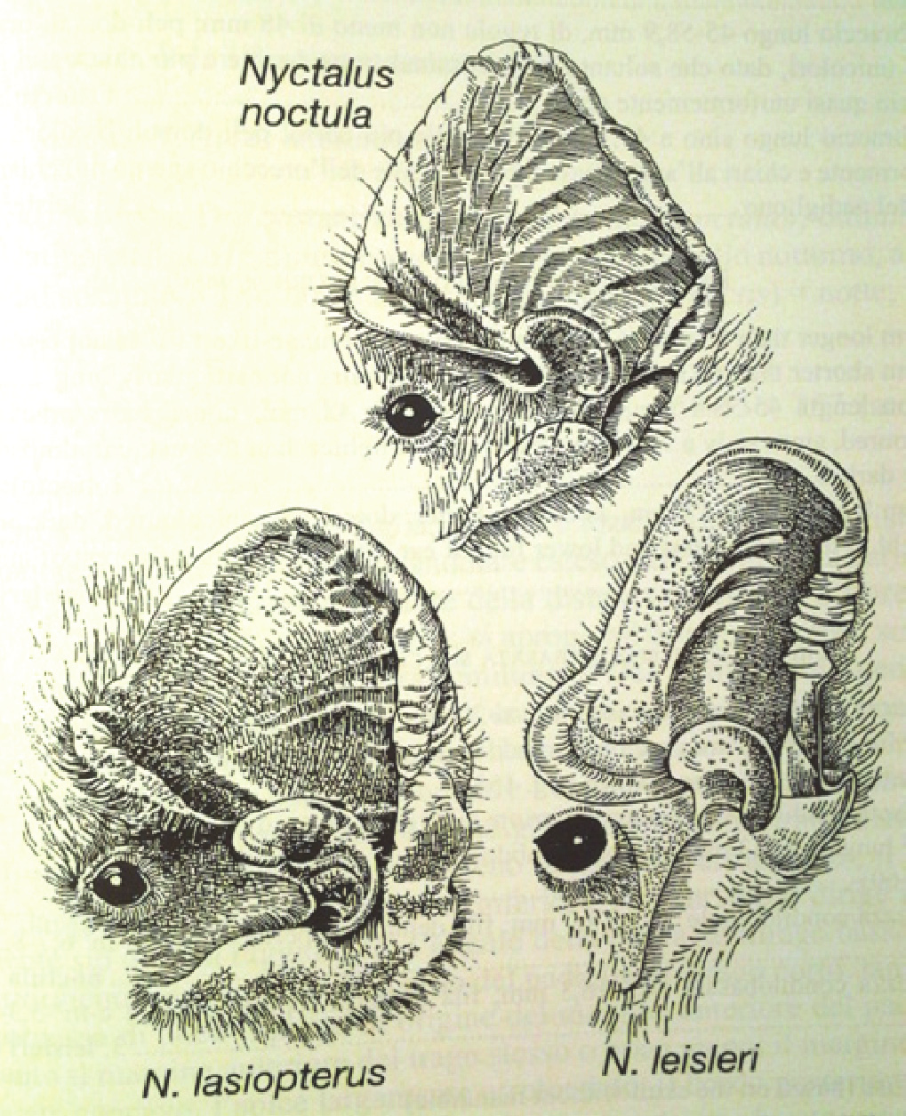 SEROTINI e NOTTOLE Genere NYCTALUS Nyctalus leisleri