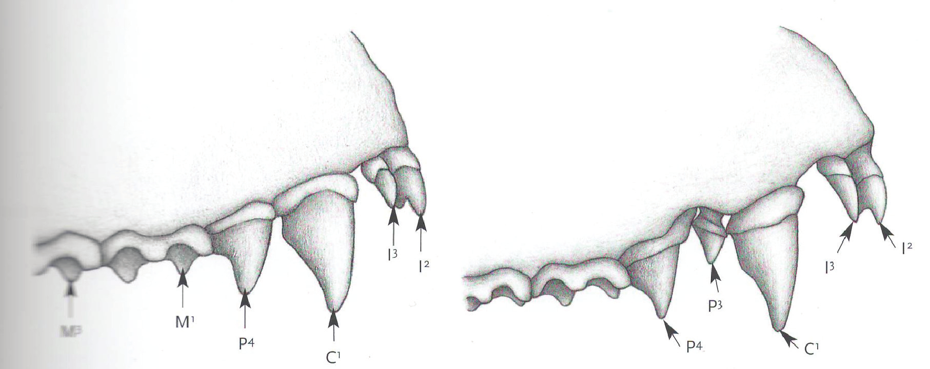 PIPISTRELLI Hypsugo savii