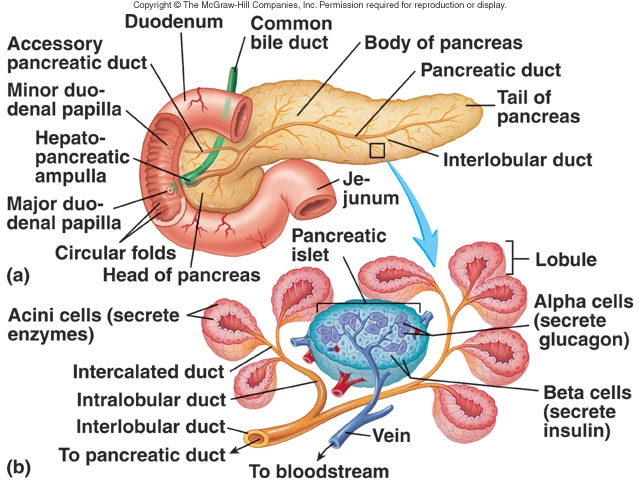 Secrezione pancreatica Il pancreas esocrino produce in 24 ore 1000 3000 ml di succo a ph alcalino (7.9 8.