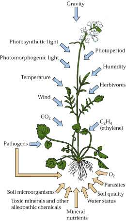 5. Come interagisce e si adatta all ambiente circostante? Gravità Cenni sui meccanismi di difesa della pianta agli stress biotici e abiotici.