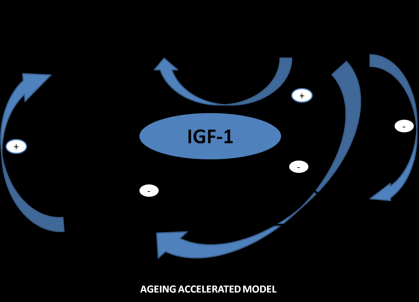 IGF-1, un ormone centrale nell equilibrio infiammatorio, nutrizionale