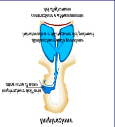 Modulo II slide 27 L'apparato respiratorio L'inspirazione si realizza mediante la contrazione dei muscoli