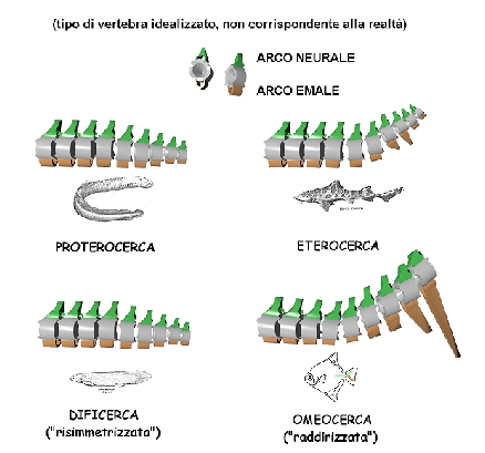 TIPOLOGIE DI PINNE