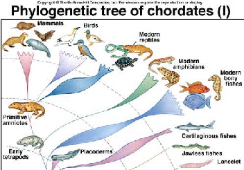 IL SUPERPHYLUM DEI CORDATI Nel 1880 Balfour propose la costituzione del taxon dei Cordati che comprendeva tre phila