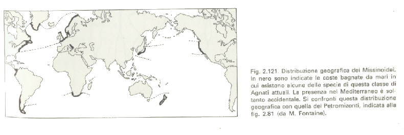 MISSINOIDI I Missinoidi sono forme esclusivamente marine, distribuite in tutto il mondo e non superano mai il metro di lunghezza.