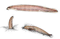 IL PHYLUM DEI VERTEBRATI I Tunicati sono organismi sessili che si sviluppano, però, tramite larve libere.